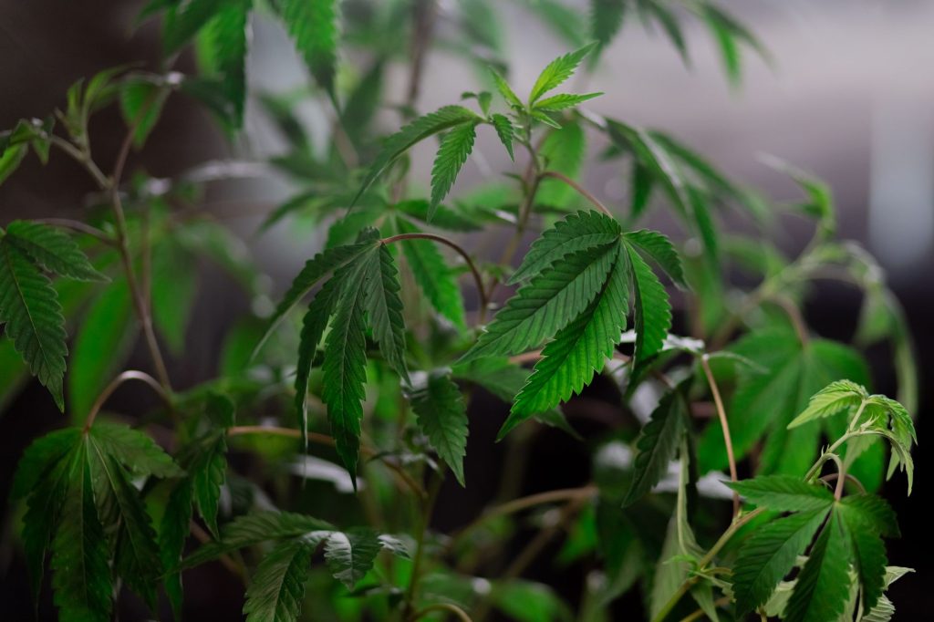 CBD vs Hemp: What Is the Difference?